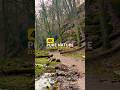 A Quiet Forest Walk in Eisenach 🇩🇪 Pure Nature in 4K