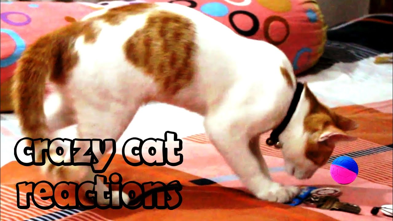 crazy acrobatics player cat | cat acrobatics reaction