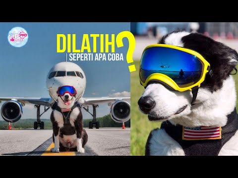 Video: Bandara Terbaik Untuk Anjing Di Amerika Serikat