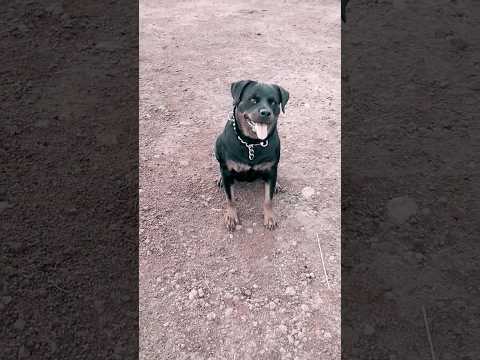 good dog bela #shorts #rottweiler #viral #aggressive #dog