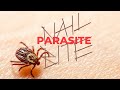 Nail bite parasite official lyric