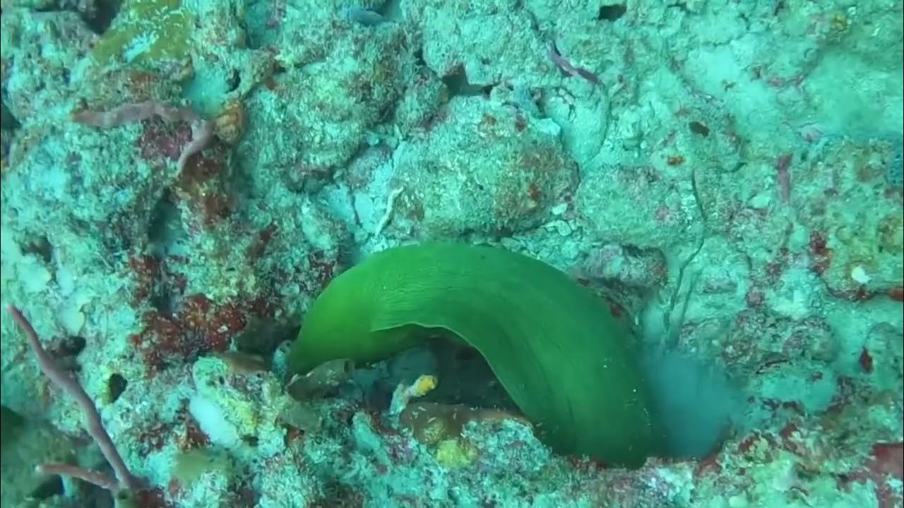 Green Moray Eels doing a little mating dance YouTube