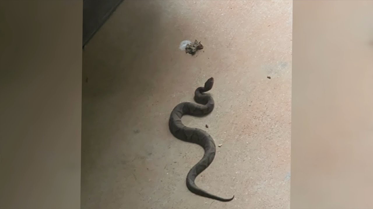 Tips for baby copperhead season, according to local expert - YouTube