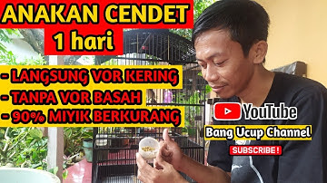 CARA CEPAT ANAKAN CENDET MAU KE VOR KERING / TIDAK USAH VOR BASAH / MIYIK BERKURANG