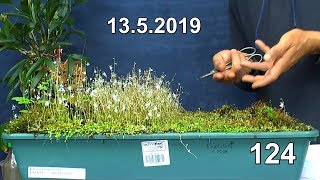 Das Moor lebt weiter mit der Utricularia Rückschnitt und Fettkraut Update