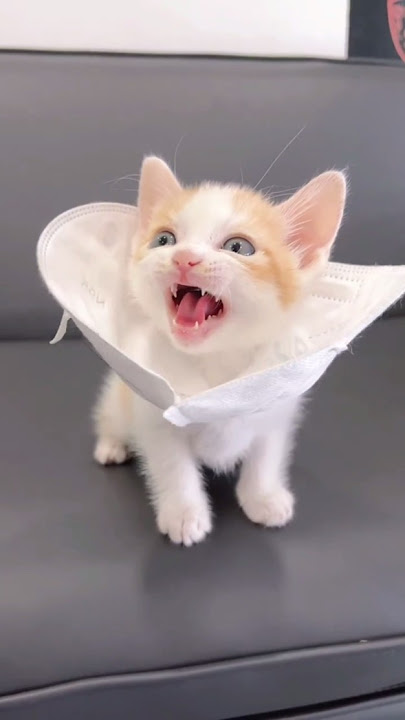 Cute Kitten Meowing 🐱 #shortsfeed #kitten #catsound #catlovers #shortvideo
