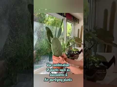 Video: Window Planter Veggie Garden – Տնկում պատուհանի տուփ Garden Vegetables