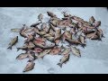 НОВАЯ ЗИМНЯЯ ПРИКОРМКА 2019 БЫСТРАЯ В ПРИГОТОВЛЕНИИ И ЭФФЕКТИВНАЯ WINTER FISHING BAIT