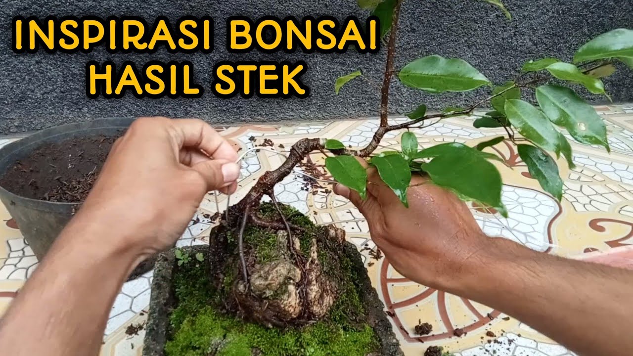 cara membuat bonsai beringin benjamina mini on the rock video 9 YouTube