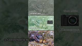This is why I love to film underwater in R3D NE 😍 #nikonzr #underwater #r3dne #seafrogs #nikon