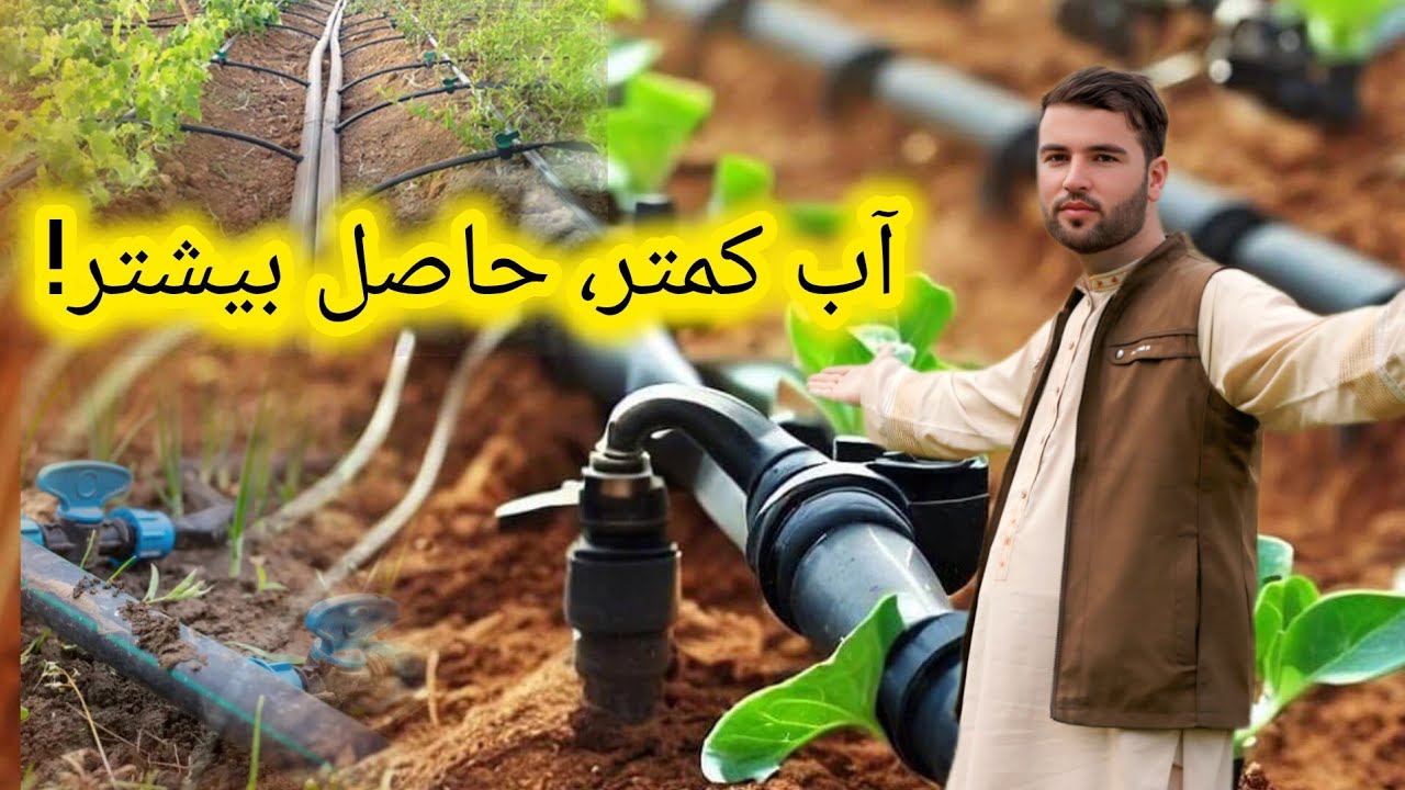 گزارش حیات الله : از سیستم قطره ای چطور با یک تانکر و پیپ قطره‌ای زمین خشک را سبز کنیم؟