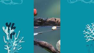 Water Pollution and Republic Act 9275