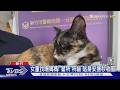 最萌警「所貓」化身暖保母 安撫迷途女童｜TVBS新聞 @TVBSNEWS02