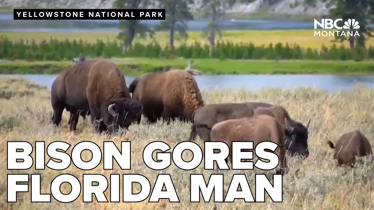 Florida man injured by bison in Yellowstone National Park