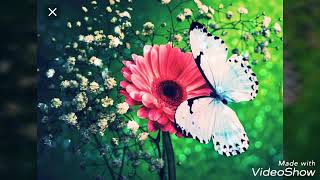 Tebiet Mənzərəli Whatsapp Statusu