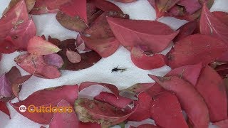 Fish Tech Fishing Tip: The Fall Baetis Are Out