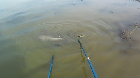 Nước cạn chích trúng đậm cá lóc cá rô phi | kích cá miền tây 