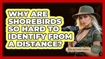 Why Are Shorebirds So Hard To Identify From A Distance? - Bird Watching Diaries
