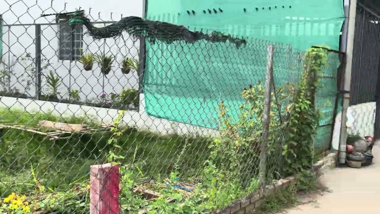 Cần Thơ bán đất nền có  2 nền gạch phán trâu  qua rạch ông dựa dt 4,7 x30 =141 m thổ cư giá 1 tỷ 290