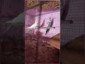 #My all birds edits#trending #anime #lifeisbutadream#100likes #minivlog