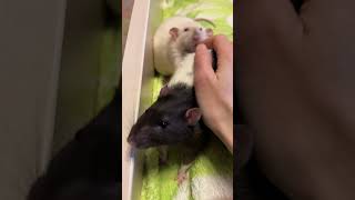 Мурочка Налаживает Отношения Со Степашкой.