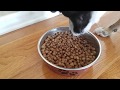 Dog eating kibble