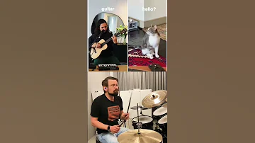 Cat New Song Featuring Harry Andre Hansen And Kiffness Funny Animals Short Cat Dog Singingcat 