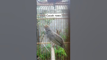 Thumbnail of cucak rowo gacor #cucakrowo #burungmerdu #burung #masteranjernih #kicaumania #birds
