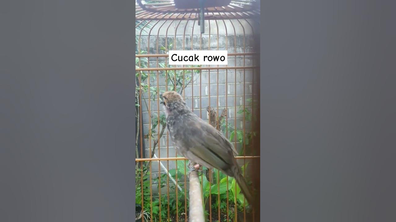 cucak rowo gacor #cucakrowo #burungmerdu #burung #masteranjernih #kicaumania #birds cucak rowo gacor #cucakrowo #burungmerdu #burung #masteranjernih #kicaumania #birds