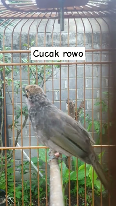 cucak rowo gacor #cucakrowo #burungmerdu #burung #masteranjernih #kicaumania #birds