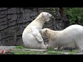Eisbärin „Tonja“ und Tochter „Hertha“ im Tierpark Berlin