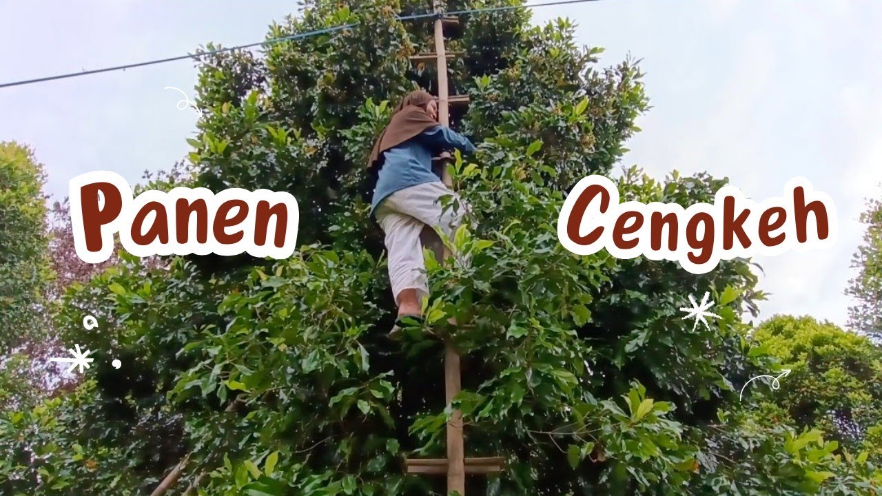 #Part 2 Panen Cengkeh | Sulawesi Tenggara