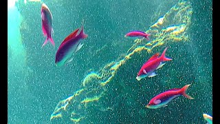 ハナゴイ　Amethyst Anthias, Purple Queen 　Mirolabrichthys Pascalus, Pseudanthias Pascalus