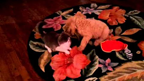 Oliver and Remy playing