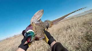 South Dakota Pheasant Hunting Late Jan. 2022