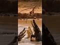 When the Sky Chose to Save Him | 하늘이 그 아이를 살린 날 | 空がその子を救った日v #animals #wildlife
