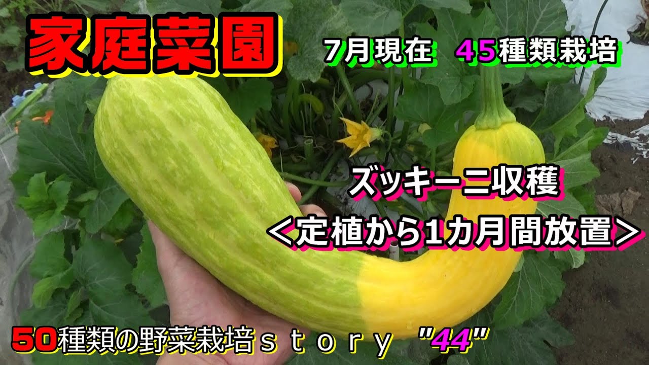 家庭菜園 ズッキーニ収穫 苗定植から1カ月間放置で大量 Youtube