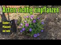Astern pflanzen - Aster richtig einpflanzen richtiger Standort Pflanzzeitpunkt und mehr