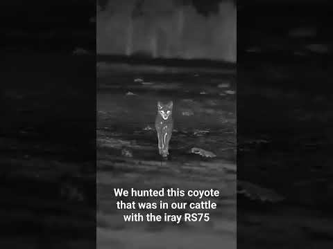 Thermal Night Hunting #hunting #coyote #shorts #oneillops
