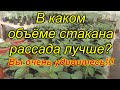 Какой стакан нужен рассаде? - Вы удивитесь, посмотрев это видео! (очень наглядно)