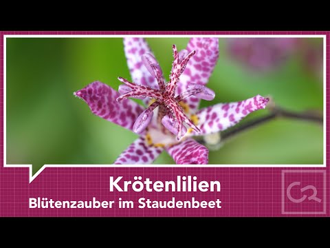 Video: Toad Lily Growing - Pflanzen von Krötenlilienblumen im Garten