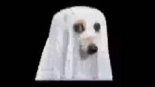 spooky dog