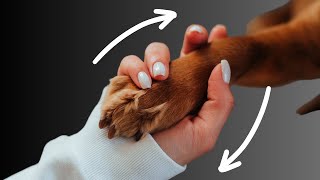 How to CALM DOWN a Scared Dog 🐶 ✅ (9 Simple Ways)