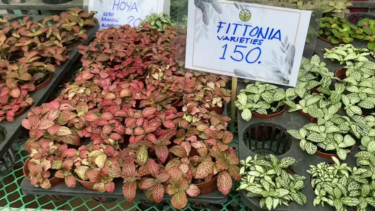 My Plantita Journey Vlog # 90.2 || Rona’s Garden (Part 2), more varieties of plants, pots, and etc.