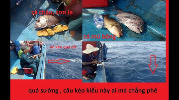 Câu Cá Phú Yên l Quà tặng Từ Biển Đông , Dính Cá Cháo, Sơn La Cá Mú l Khám Phá Phú Yên