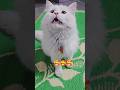 Bhola bila #cat #musicproducer #shortsfeed #traphiphop #gameskhelkarpaisekai #kitten #cute #pets