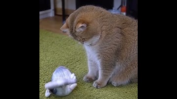 Dancing Fish Catnip Kicker Toy 🐠🐈 🐟🛒👉 Get your 👉 https://vigorru.com/dancing-fish-catnip-kicker-toy/