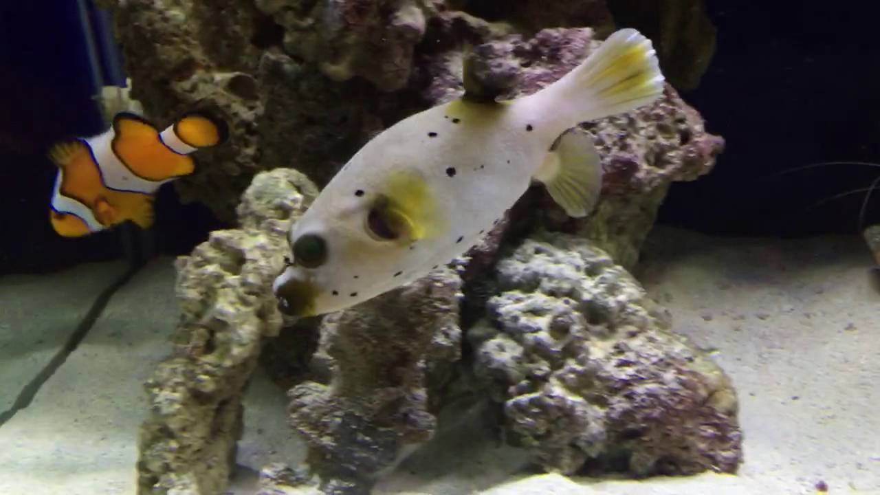 dog puffer fish