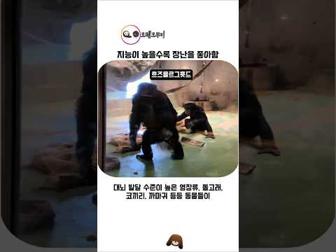지능이 높은 동물일수록 장난을 좋아함 thumbnail