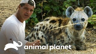 ¡Conoce a los lobos de África! | Wild Frank en África | Animal Planet
